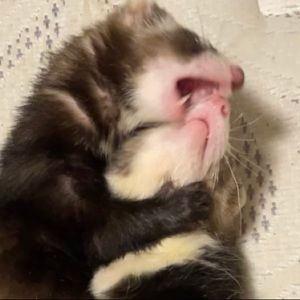 Meet your Posher, Brooklynn